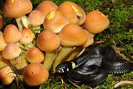Ringelnatter (Natrix natrix)