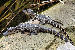 Mississippi-Alligator (Alligator mississippiensis)