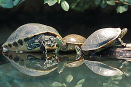 Langhalsschmuckschildkröte (Deirochelys reticularia)