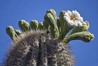Saguaro (Carnegiea gigantea) in Blüte