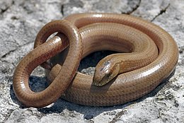 Blindschleiche (Anguis fragilis)