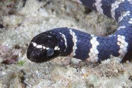 Emydocephalus annulatus - eine Seeschlange