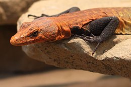 Riesen-Plattgürtelechse (Platysaurus imperator)