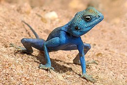 Sinaiagame (Pseudotrapelus sinaitus)