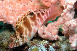 Gefleckter Korallenwächter (Cirrhitichthys aprinus)