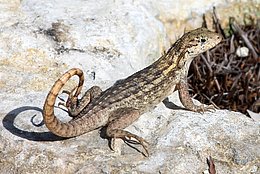 Rollschwanzleguan (Leiocephalus carinatus)