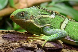 Haubenleguan von den Fidschi-Inseln
