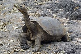 wie kann die Riesenschildkröte diesen langen Hals einziehen?