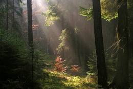 Herbstwald bei Wolfsegg, Oberpflalz