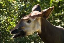 Okapi (Okapi johnstoni)