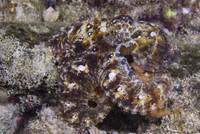 Art aus Ordnung der Kraken (Octopoda)