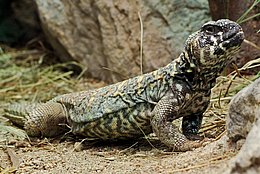 Bunte Dornschwanzagame (Uromastyx ornata)
