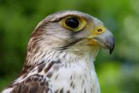 Falke (Falco)