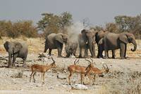 Afrikanischer Elefant (Loxodonta africana) - Impala (Aepyceros melampus)