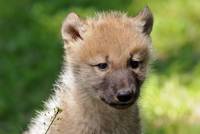 Kanadischer Wolf (Canis lupus hudsonicus)
