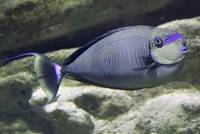 Masken-Nasendoktorfisch (Naso vlamingii)