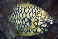Australischer Tannenzapfenfisch (Cleidopus gloriamaris)