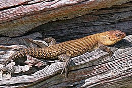 Cunninghams Stachelskink (Egernia cunninghami)