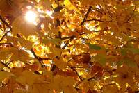 Sonne zwischen goldenem Herbstlaub
