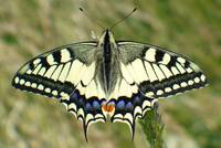 zudem ist der Schwalbenschwanz der größte in Deutschland heimische Schmetterling