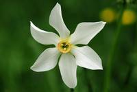 Sternnarzisse (Narcissus radiiflorus)