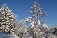 Winterszene im Thüringer Wald