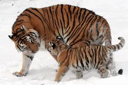 Amurtiger (Panthera tigris altaica)