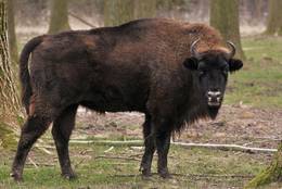 Wisent (Bison bonasus) - junger Bulle