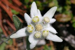 Edelweiß (Leontopodium alpinum)
