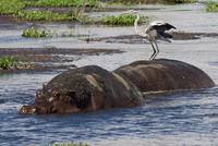 Flusspferde (Hippopotamus amphibius) und Graureiher (Ardea cinerea)