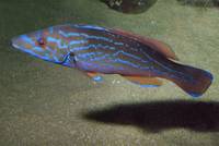Kuckuckslippfisch (Labrus mixtus)