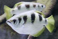 Schützenfisch (Toxotes jaculatrix)