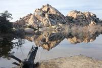 Spiegelung im Wasser, Joshua Tree National Park