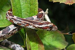 Kornnatter (Pantherophis guttatus)