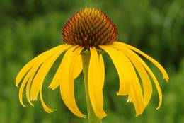 Gelber Sonnenhut (Echinacea paradoxa)
