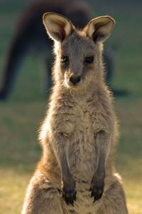 Känguru-Baby aus Australien