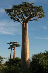 dieser Affenbrotbaum (Adansonia grandidieri) hat eine beachtliche Größe