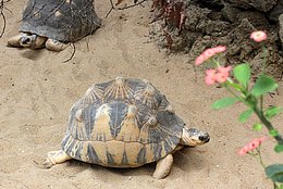 Strahlenschildkröte (Astrochelys radiata)