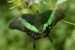 Grüngestreifter Schwalbenschwanz (Papilio palinurus)
