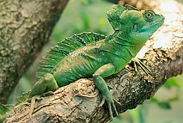 Stirnlappenbasilisk (Basiliscus plumifrons)