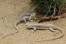 Wüstenleguan (Dipsosaurus dorsalis)