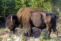 Waldbison (Bison bison athabascae)