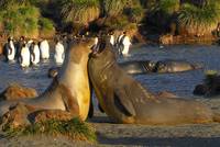 Robben und Pinguine genießen den Sonnenschein und das seichte Wasser