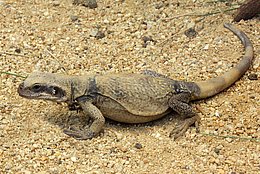 Sauromalus ater