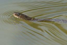 Siegelring-Schwimmnatter (Nerodia sipedon)