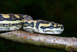 die Nahaufnahme zeigt die auffallend schöne Zeichnung des Rautenpythons gut