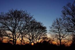 Sonnenuntergang hinter winterlichen Bäumen