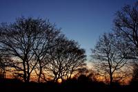 Sonnenuntergang hinter winterlichen Bäumen