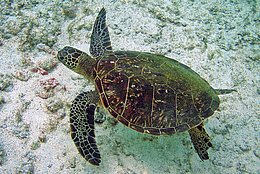 Suppenschildkröte