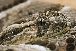 Puffotter (Bitis arietans)